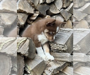 Pomsky Puppy for sale in STAPLES, MN, USA