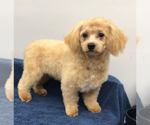 Medium Photo #1 Shih Tzu-Unknown Mix Puppy For Sale in Lincolnwood, IL, USA