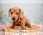 Small #2 Dachshund