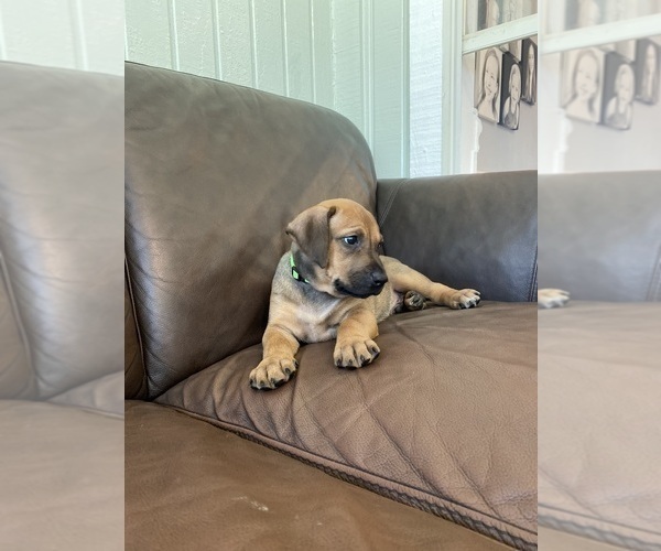 Medium Photo #16 Rhodesian Ridgeback Puppy For Sale in KELLER, TX, USA