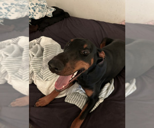 Father of the Doberman Pinscher puppies born on 06/18/2026