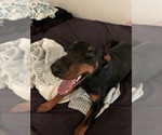Small Photo #1 Doberman Pinscher Puppy For Sale in DALLAS, TX, USA
