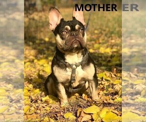Mother of the French Bulldog puppies born on 01/04/2019