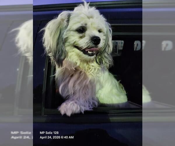 Medium Photo #1 Lhasa Apso-Unknown Mix Puppy For Sale in San Antonio, TX, USA