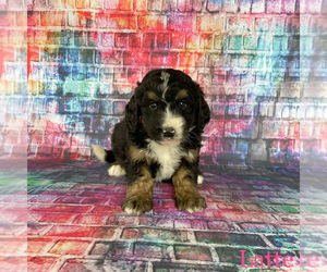 Bernedoodle Puppy for Sale in MAZEPPA, Minnesota USA
