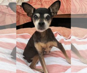 Miniature Pinscher-Unknown Mix Dogs for adoption in Newport Beach, CA, USA
