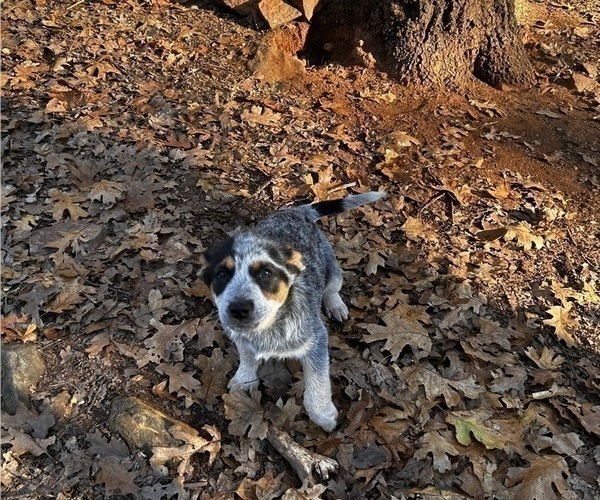 Medium Photo #3 Australian Cattle Dog Puppy For Sale in OREGON HOUSE, CA, USA