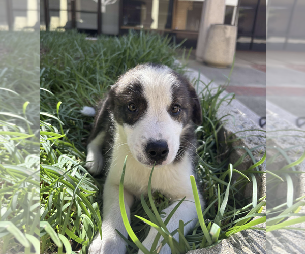 Medium Photo #3 Border-Aussie Puppy For Sale in Fresno, CA, USA