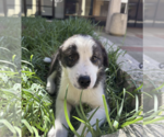 Small #2 Border-Aussie