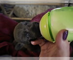 Small #5 Labrador Retriever Mix