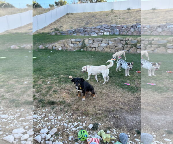 Medium Photo #5 Labrador Retriever-Retriever  Mix Puppy For Sale in Sandy, UT, USA