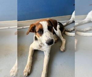 Australian Shepherd-Unknown Mix Dogs for adoption in Visalia, CA, USA
