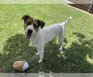 English Foxhound-Unknown Mix Dogs for adoption in Plano, TX, USA