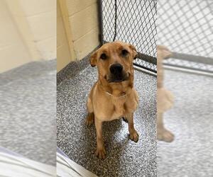 Labrador Retriever-Unknown Mix Dogs for adoption in Brewster, MA, USA