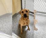 Small Labrador Retriever Mix