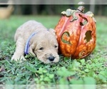 Small Photo #11 Goldendoodle Puppy For Sale in CROCKETT, TX, USA