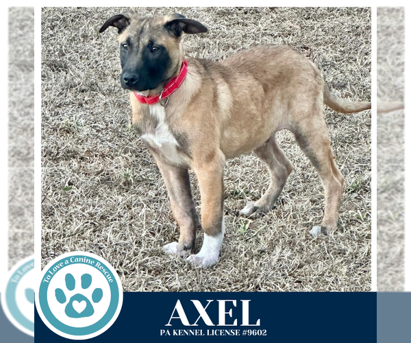 Medium Photo #1 Mutt Puppy For Sale in Kimberton, PA, USA