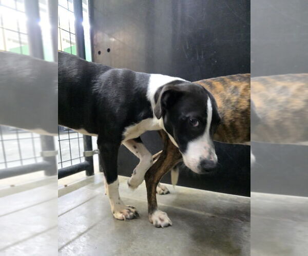 Medium Photo #5 Bullboxer Pit Puppy For Sale in Osgood, IN, USA