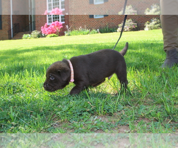 Medium Photo #1 Labrador Retriever Puppy For Sale in WAKE FOREST, NC, USA