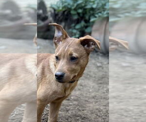 Lucky - Male Carolina Dog Dog for Adoption - Photo #7