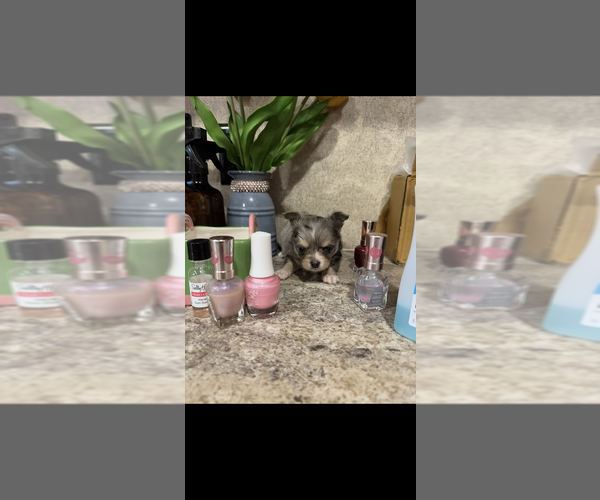 Medium Photo #5 Chihuahua Puppy For Sale in SHERMAN, TX, USA