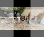 Small #4 Chihuahua