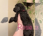 Small Photo #26 Goldendoodle-Poodle (Standard) Mix Puppy For Sale in GRESHAM, OR, USA