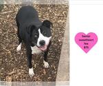 Small #1 American Pit Bull Terrier Mix