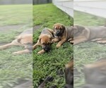 Small #5 Cane Corso-Doberman Pinscher Mix