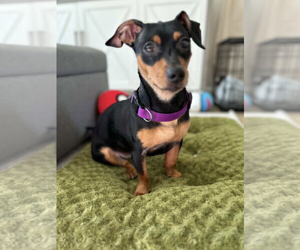 Medium Photo #1 Dachshund-Unknown Mix Puppy For Sale in Greenville, SC, USA