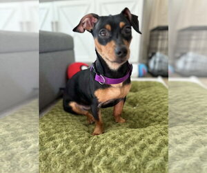 Dachshund-Unknown Mix Dogs for adoption in Greenville, SC, USA