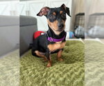 Mulan - Female Dachshund-Unknown Mix Dog for Adoption - Small photo