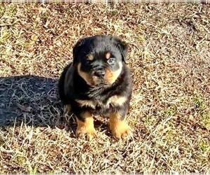 Rottweiler Puppy for sale in FAYETTEVILLE, NC, USA