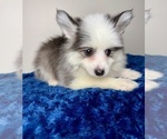Small #9 Pomsky