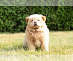 Small #21 Chow Chow