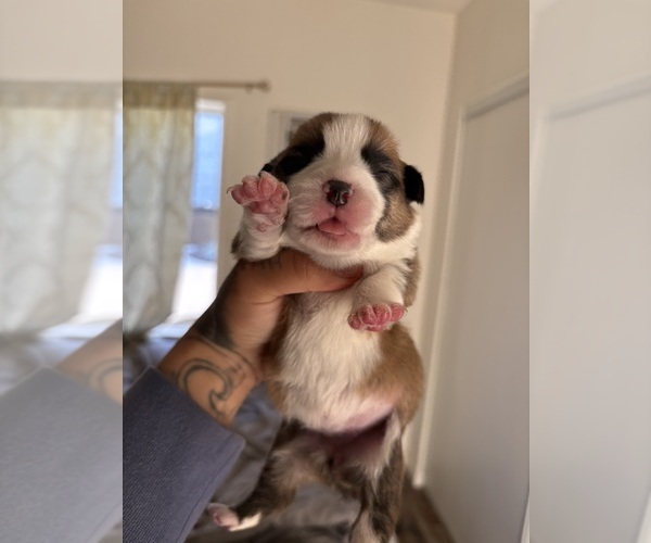 Medium Photo #1 Pembroke Welsh Corgi Puppy For Sale in LA PUENTE, CA, USA