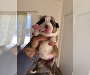 Pembroke Welsh Corgi Puppy for sale in LA PUENTE, CA, USA