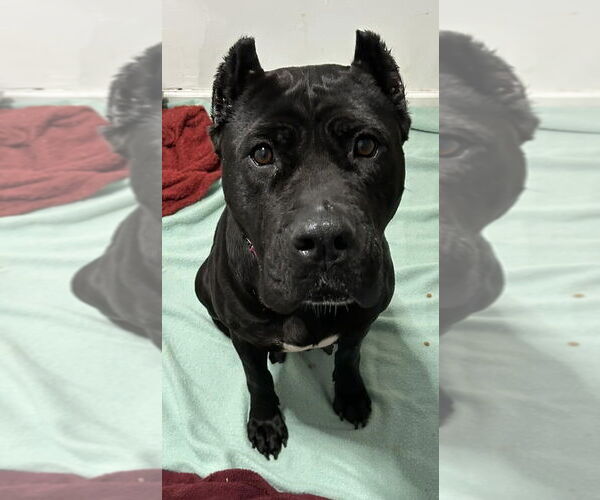 Medium Photo #4 Presa Canario Puppy For Sale in New York, NY, USA