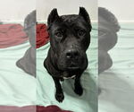 Small #3 Presa Canario