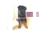 Small #5 German Shepherd Dog