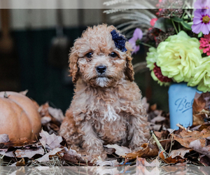 Cavapoo-Poodle (Miniature) Mix Puppy for sale in LIBERTY, KY, USA