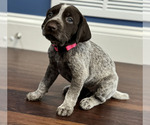 Puppy Taylor SWIFT German Shorthaired Pointer