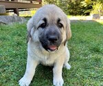 Puppy 2 Caucasian Shepherd Dog-Kangal Dog Mix