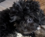 Small Photo #17 Poodle (Toy)-ShihPoo Mix Puppy For Sale in MUNDELEIN, IL, USA