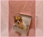 Small #3 Pomeranian