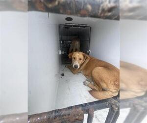 Labrador Retriever Dogs for adoption in Houston, TX, USA
