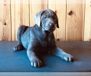 Labrador Retriever Puppy for sale in FREDERICKSBURG, OH, USA