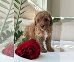 Puppy Lacy Cock-A-Poo