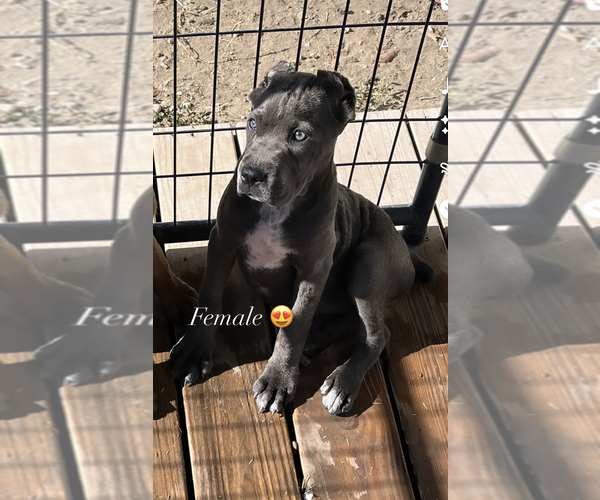 Medium Photo #5 Cane Corso Puppy For Sale in SAN ANTONIO, TX, USA