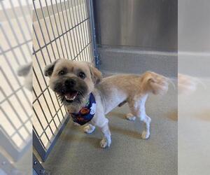 Shih Tzu Dogs for adoption in San Martin, CA, USA